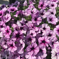 Starlet Lavender Star 19 Petunia, in bloom