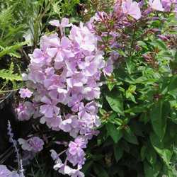 Franz Schubert Garden Phlox 