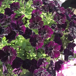 Sun Spun Velvet Petunia, in bloom