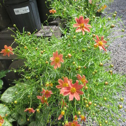 Sienna Sunset Threadleaf Tickseed 