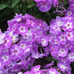 Flowers of Laura Phlox 