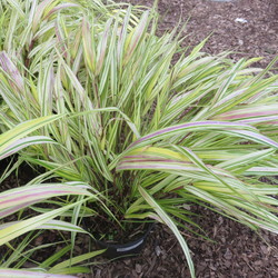 Hakone Goldeb Japanese Forest Grass 