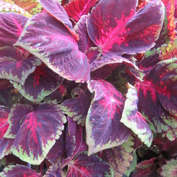 Kong Red Coleus 