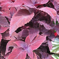 Mariposa Coleus 