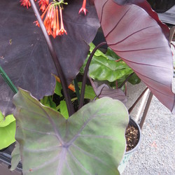 Hawaiian Eye Royal Hawaiian Elephant Ear 