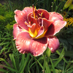 Flower of Night Embers Daylily 