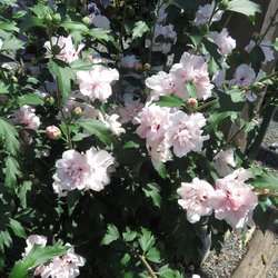 Blushing Bride Rose of Sharon 