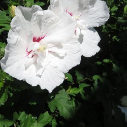 Flowers of Bali Rose of Sharon 