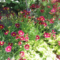 Big Bang 'Mercury Rising' Tickseed