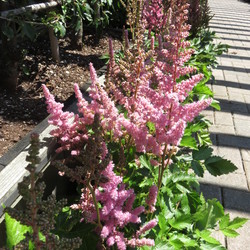 Little Vision in Pink, in bloom