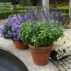Mystic Spires Improved Sage