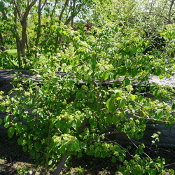 Popcorn Japanese Snowball