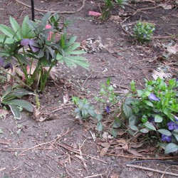 Hellebore & Periwinkle (Vinca Minor), early spring