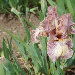 Doll Intermediate Bearded Iris, in bloom