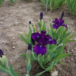 Bourgeois Dwarf Bearded Iris, in bloom