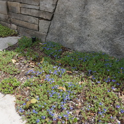 Veronica Tidal Pool, in bloom