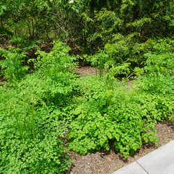 Tall Meadow-Rue