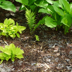 Golden Scepter Hosta