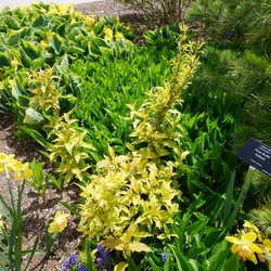 Kodiak Orange Honeysuckle
