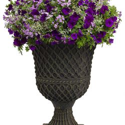 Supertunia Royal Velvet Petunia, Superbena Large Lilac Blue Verbena, Diamond Frost Spurge