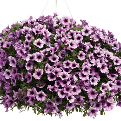 Supertunia Bordeaux Petunia, in bloom