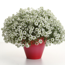  Snow Princess Sweet Alyssum, in bloom