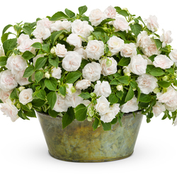 Rockapulco White Impatiens