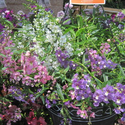 Angelonia angustifolia is tolerant of heat and humidity