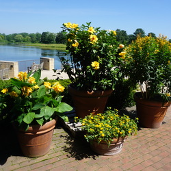 Landmark Gold Lantana