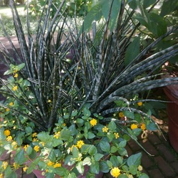 Landmark Gold Lantana