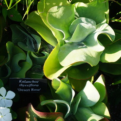 Titan Pure White Annual Vinca, Desert Rose Desert Cabbage