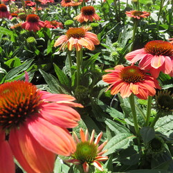 Sombrero Hot Coral Coneflower 