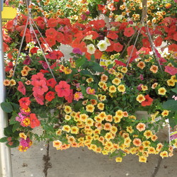 ? Calibrachoa, Petunia