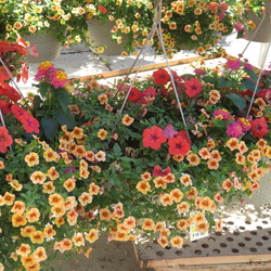 ? Calibrachoa, Petunia