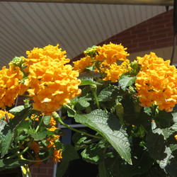 ? Lantana Bandana Orange Sunrise ?