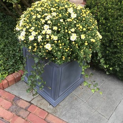 Yellow Chrysanthemum