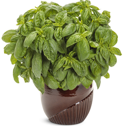  Pesto Besto Sweet Italian Basil