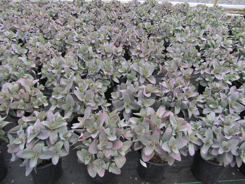 thumbnail image 2 of Sedum Mojave Jewels Sapphire – Hardy Perennial Succulent – Bare Root – DPgardens 2 of 4