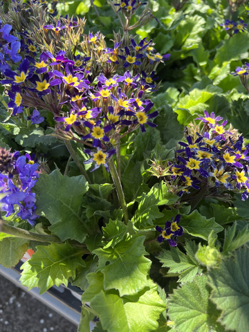 Oak Leaf Blue Primrose Primrose (Primula vulgaris 'Oakleaf Blue') -  Winnetka Plant Club | North Shore Plant Club