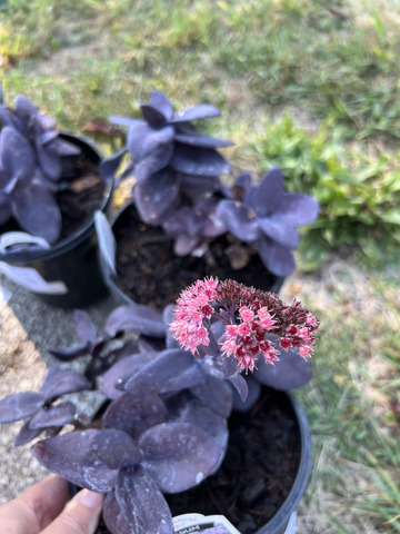 thumbnail image 2 of Sedum Mojave Jewels Sapphire – Hardy Perennial Succulent – Bare Root – DPgardens 2 of 4