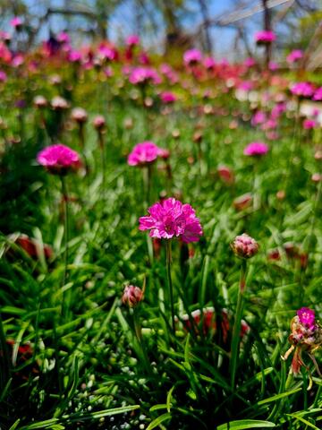 Splendens Sea Thrift (Armeria maritima 'Splendens') - Winnetka Plant ...