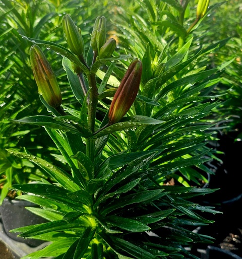 succulent house plants 2