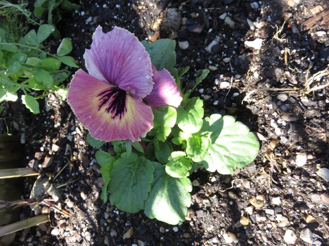 Matrix Sunrise Pansy (Viola x wittrockiana 'Pas334539' MATRIX SUNRISE ...
