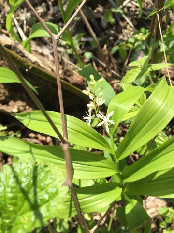 Starry False Solomon's Seal 