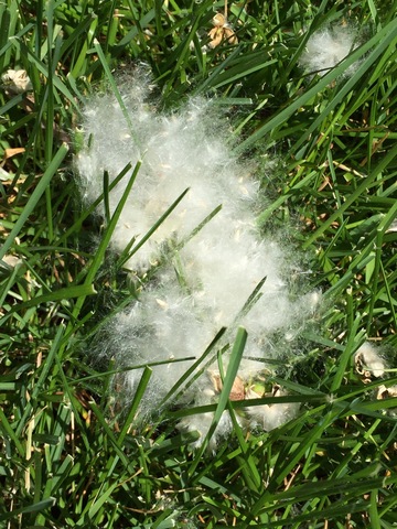 Cottonwood fluff!