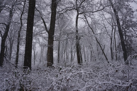 Crow Island Woods in Winter
