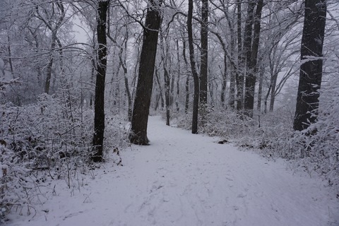 Crow Island Woods in Winter