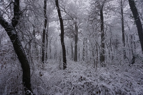 Crow Island Woods in Winter