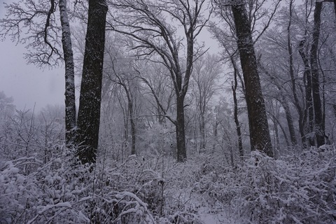 Crow Island Woods in Winter