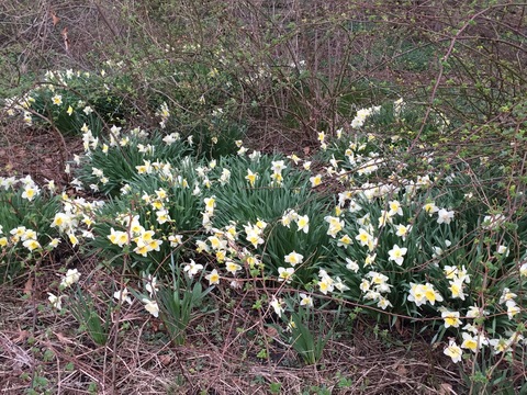 Daffodils, in bloom